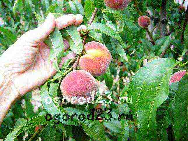 the best peach variety