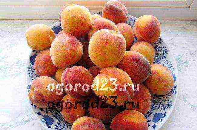 the best peach variety