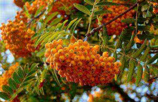 the best variety of mountain ash