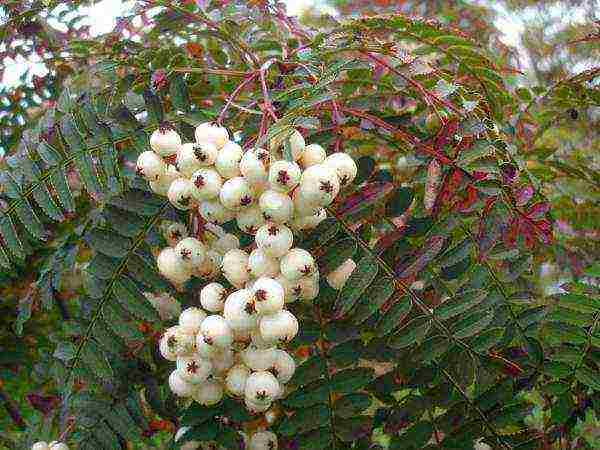 the best variety of mountain ash