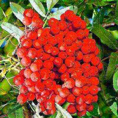 the best variety of mountain ash