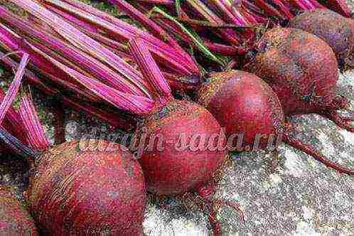 the best beet variety