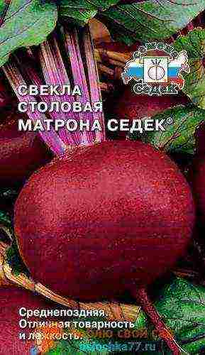 the best beet variety