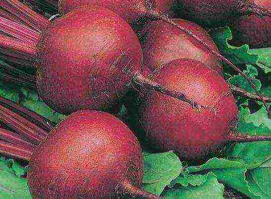 the best beet variety