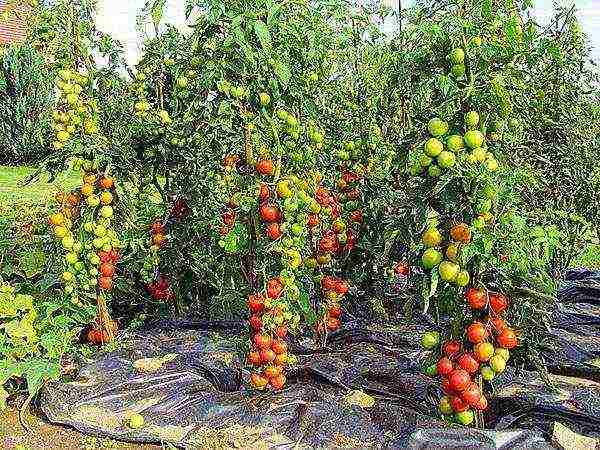 ang pinakamahusay na pagkakaiba-iba ng kamatis