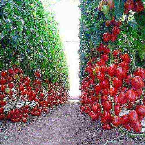 the best variety of tomato