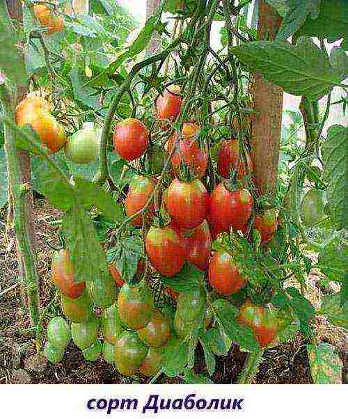 the best variety of tomato