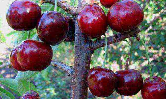 cherry seedlings ang pinakamahusay na mga pagkakaiba-iba