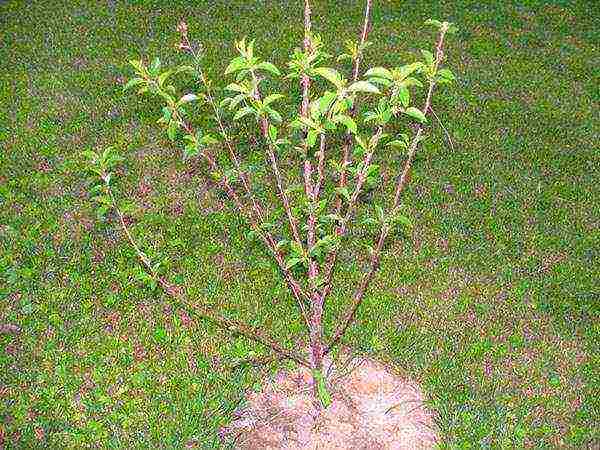 cherry seedlings the best varieties