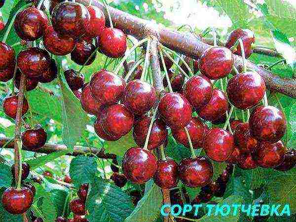 cherry seedlings the best varieties