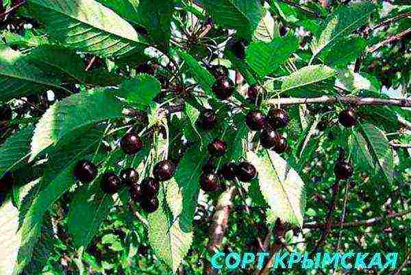 cherry seedlings the best varieties