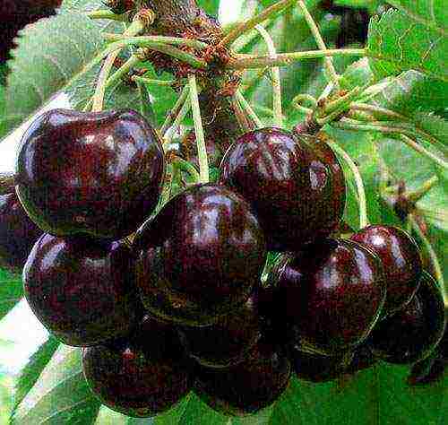 cherry seedlings the best varieties