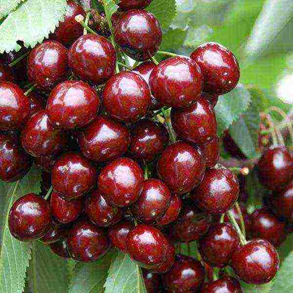 cherry seedlings the best varieties