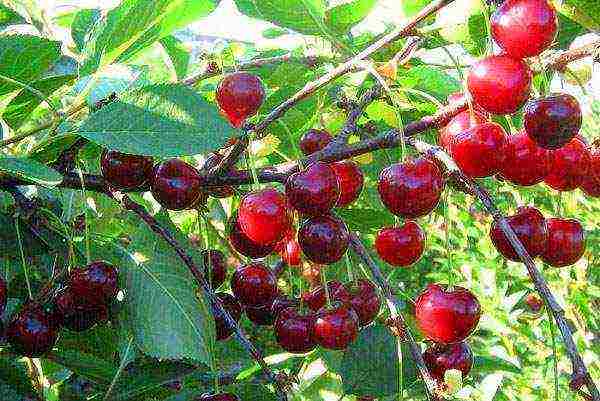 cherry seedlings ang pinakamahusay na mga pagkakaiba-iba