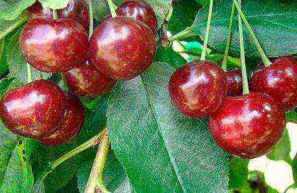 cherry seedlings the best varieties