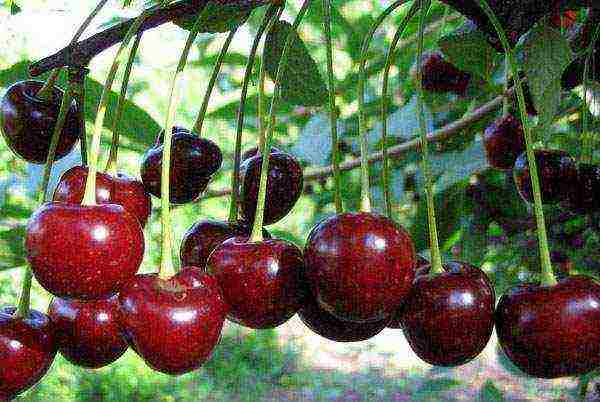 cherry seedlings the best varieties