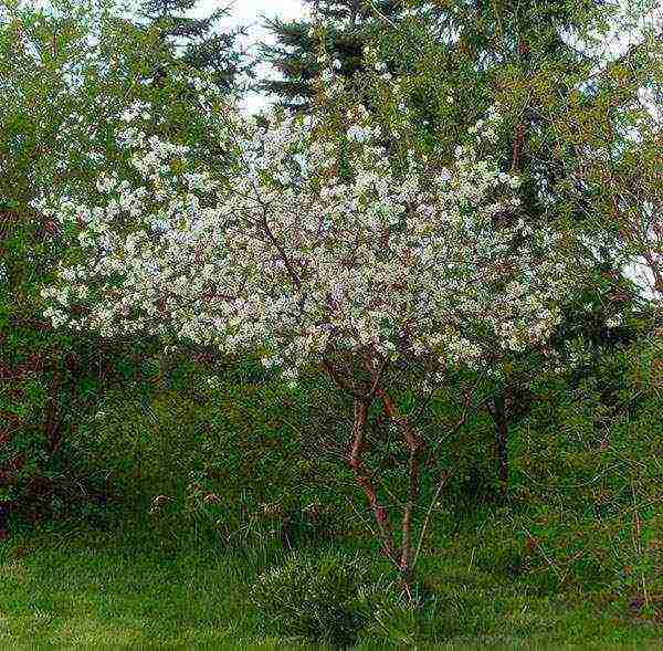 cherry seedlings the best varieties