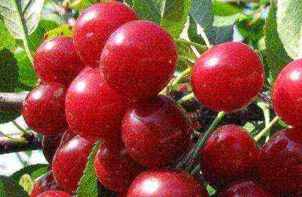 cherry seedlings the best varieties