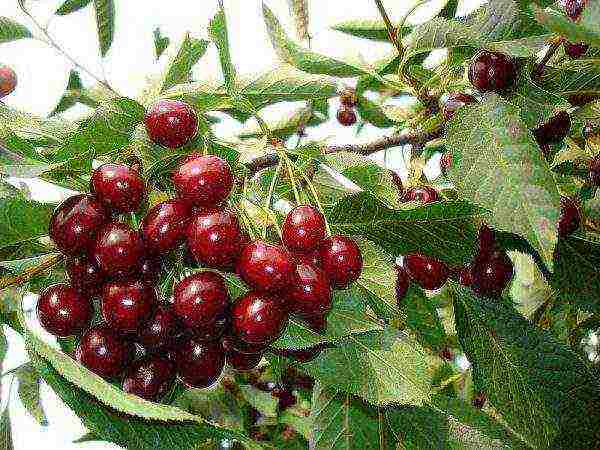 cherry seedlings the best varieties