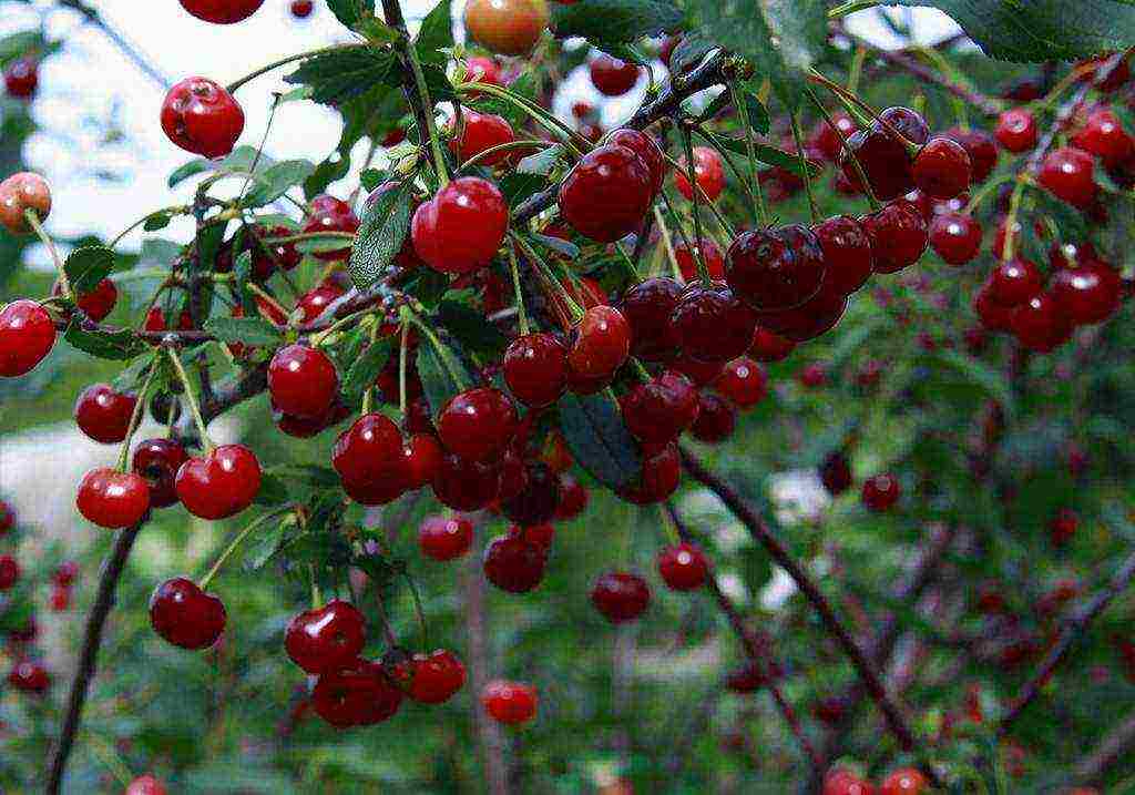 cherry seedlings the best varieties