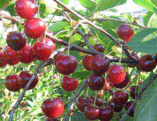 cherry seedlings ang pinakamahusay na mga pagkakaiba-iba