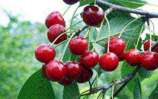 cherry seedlings the best varieties