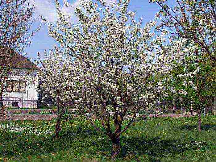 cherry seedlings the best varieties