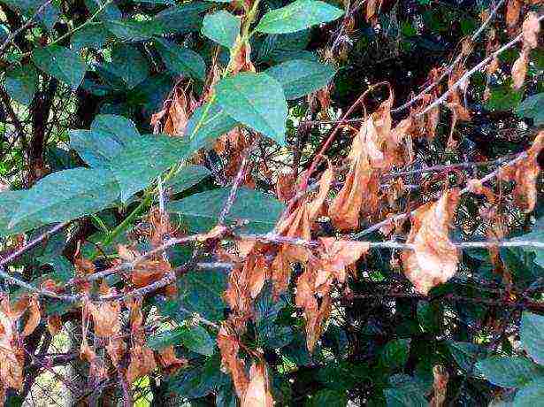 cherry seedlings the best varieties