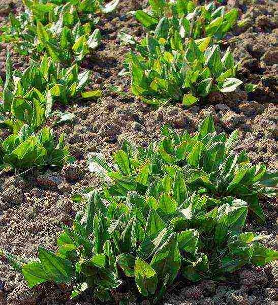 sorrel planting and care outdoors in spring