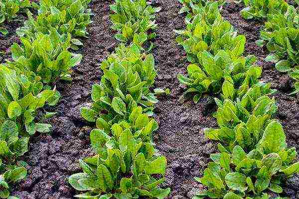 pagtatanim at pag-aalaga ng sorrel sa labas ng bahay sa tagsibol