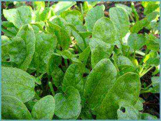 sorrel planting and care outdoors in spring