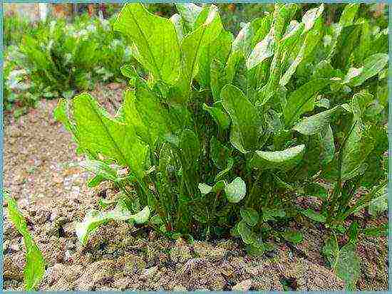 sorrel planting and care outdoors in spring