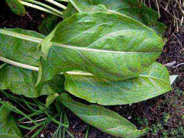 pagtatanim at pag-aalaga ng sorrel sa labas ng bahay sa tagsibol