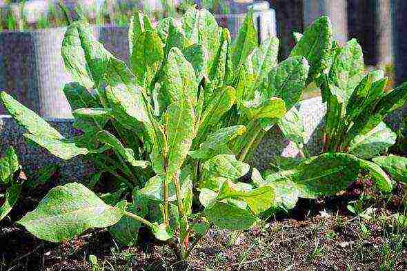 pagtatanim at pag-aalaga ng sorrel sa labas ng bahay sa tagsibol