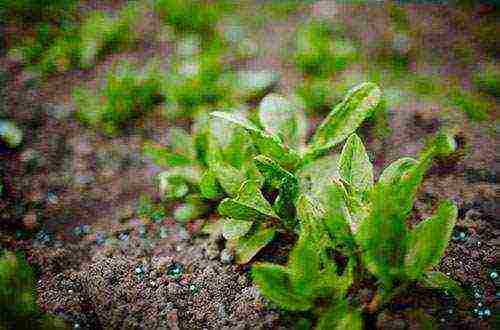 sorrel planting and care in the open field pests