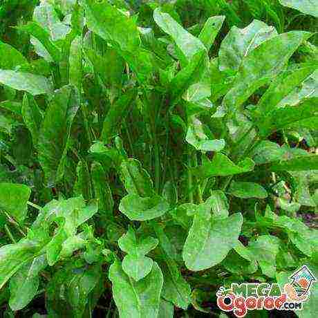 sorrel planting and care in the open field pests