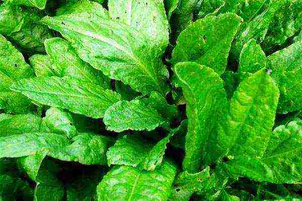 sorrel planting and care in the open field pests
