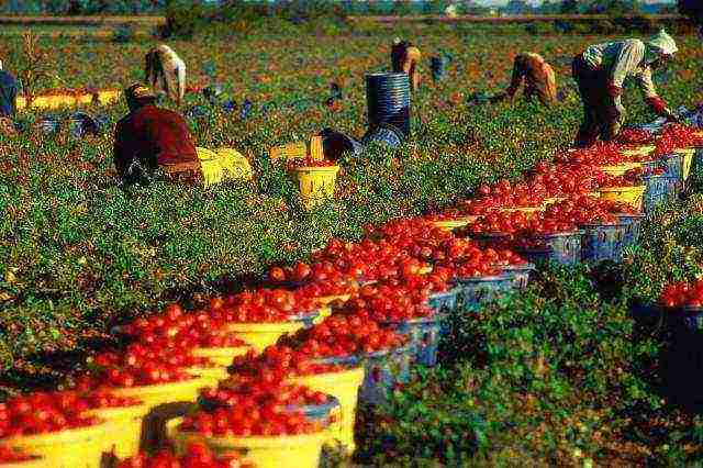 agricultural crop grown in checks