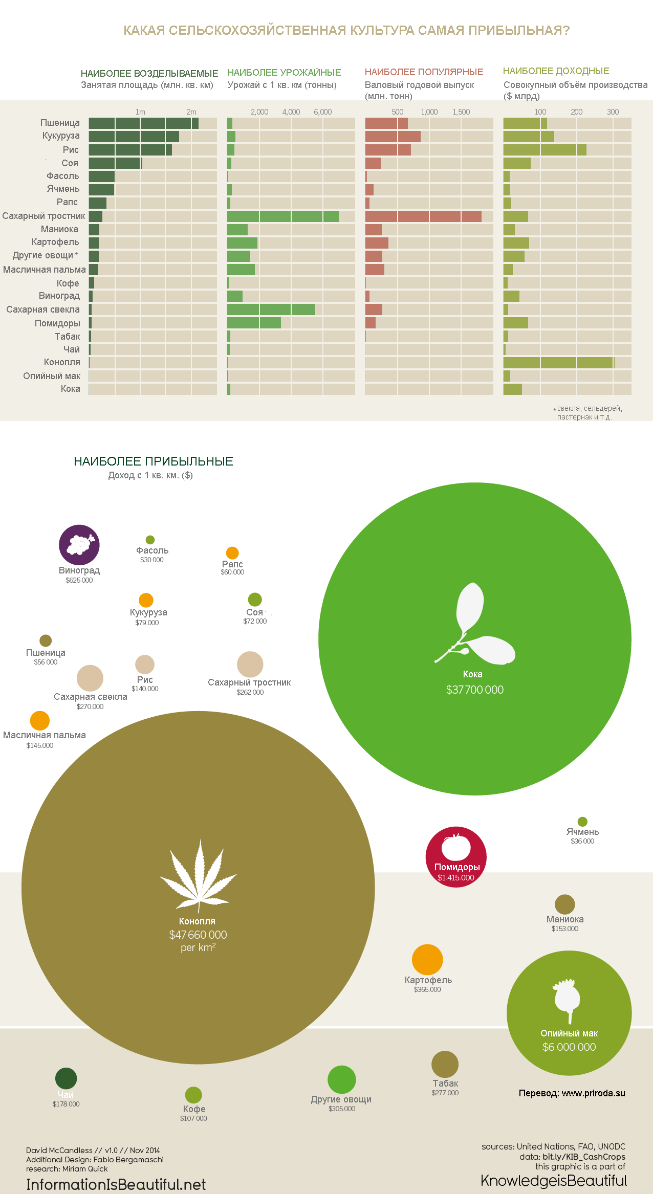 agricultural crop grown in checks