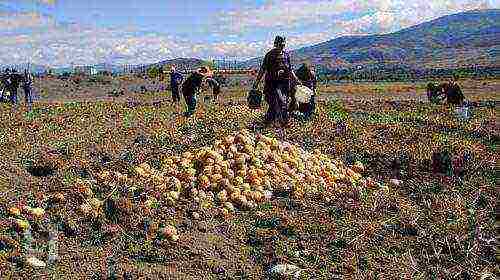 agricultural crop grown in europe