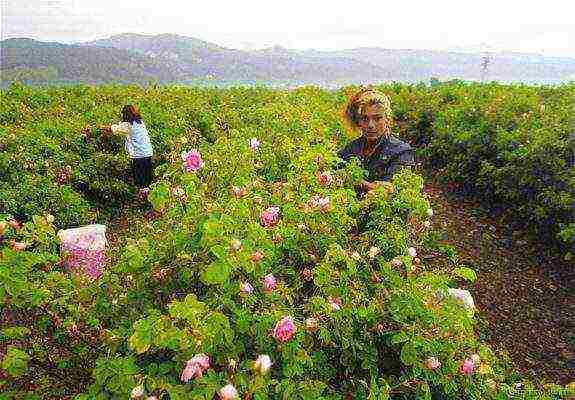 agricultural crop grown in europe