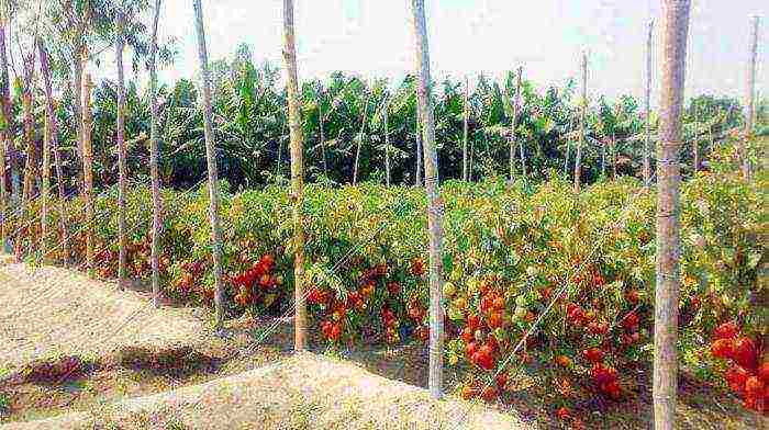 tomato seeds the best varieties