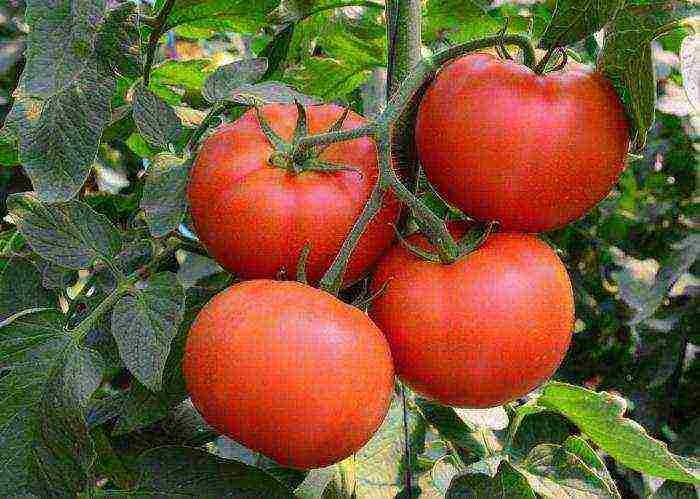 tomato seeds of the best varieties