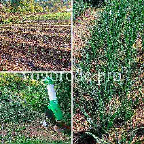 family onions for greens planting and care in the open field