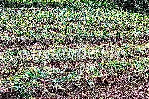 family onions for greens planting and care in the open field