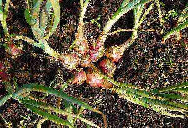 family onions for greens planting and care in the open field