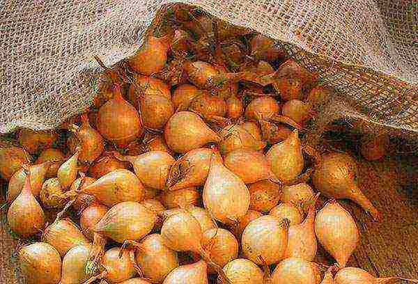 family onions for greens planting and care in the open field