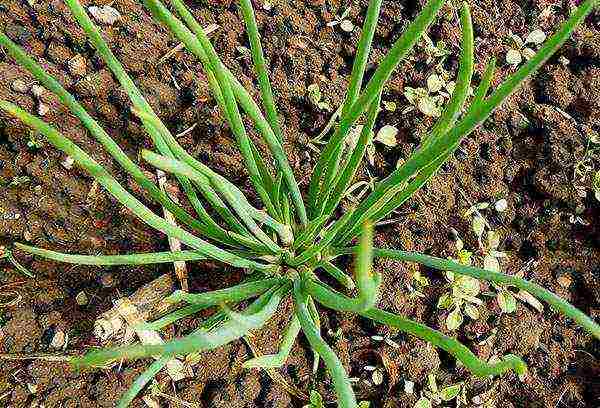 family onions for greens planting and care in the open field