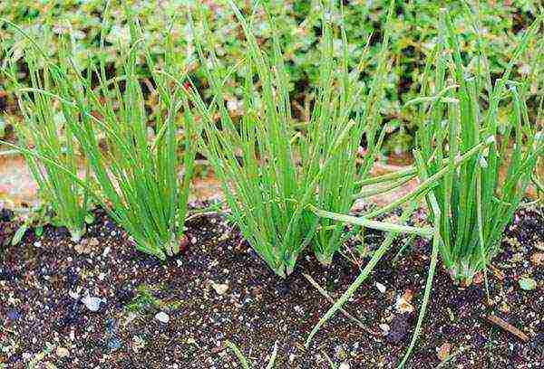 family onions for greens planting and care in the open field