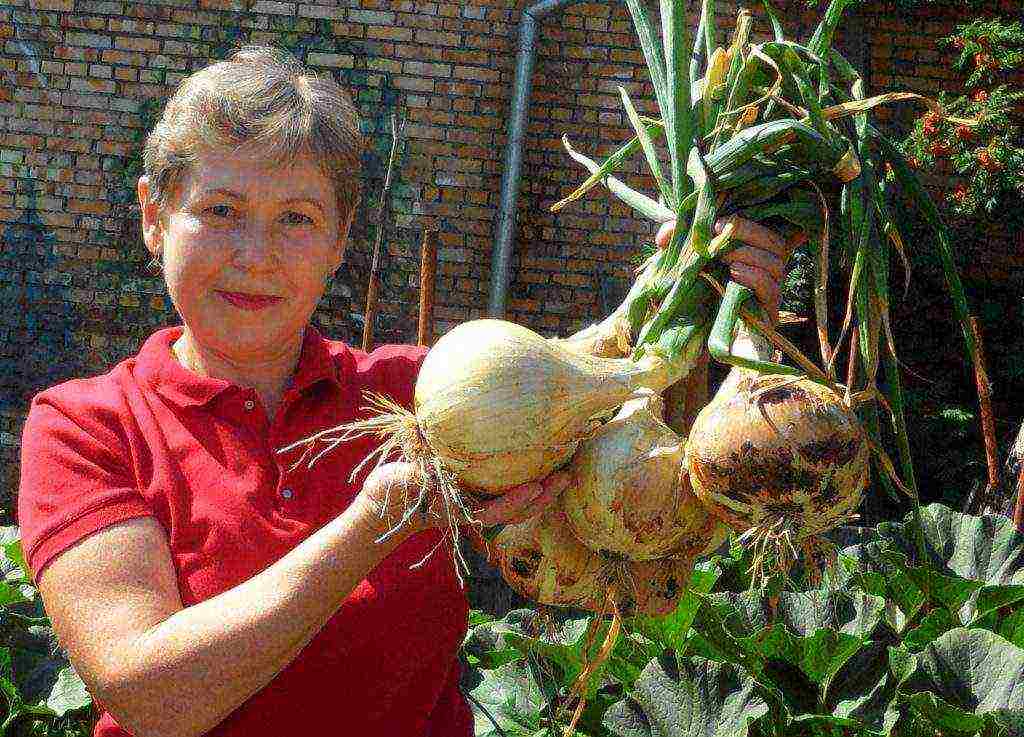 family onions for greens planting and care in the open field